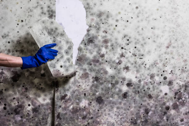Professional Mold Remediation in Manchester Center, VT